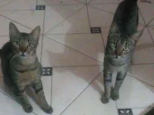 Gato raça Srd idade 7 a 11 meses nome Apolo