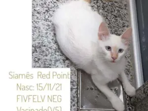 Gato raça Siamês Red Point idade 2 a 6 meses nome Floquinho
