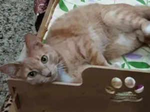 Gato raça SRD idade 1 ano nome Pudim 