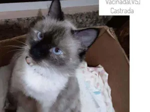 Gato raça Siamês  idade 2 anos nome Princesinha