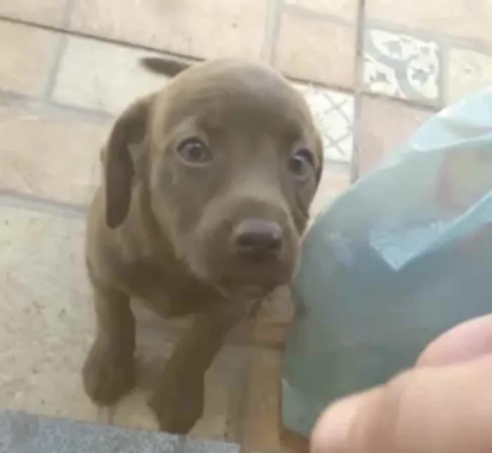 Cachorro ra a Sem raça  idade 2 a 6 meses nome Sem nome 