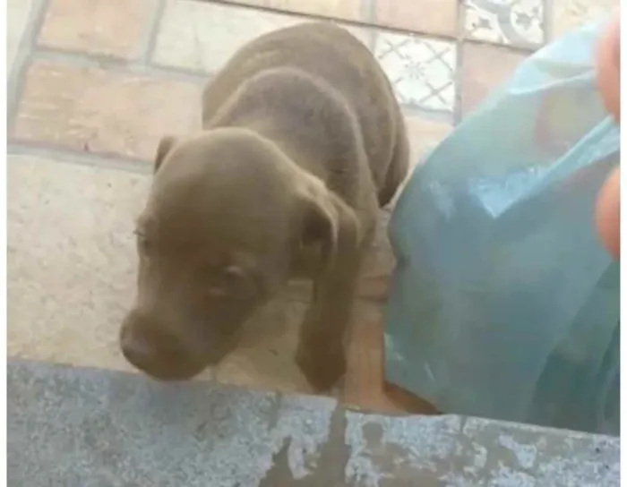 Cachorro ra a Sem raça  idade 2 a 6 meses nome Sem nome 