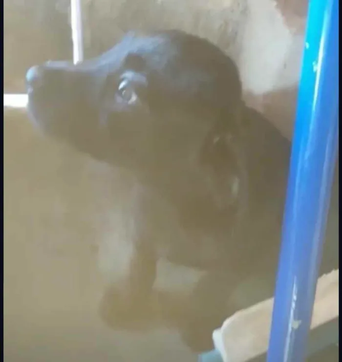 Cachorro ra a Sem raça  idade 2 a 6 meses nome Sem nome 