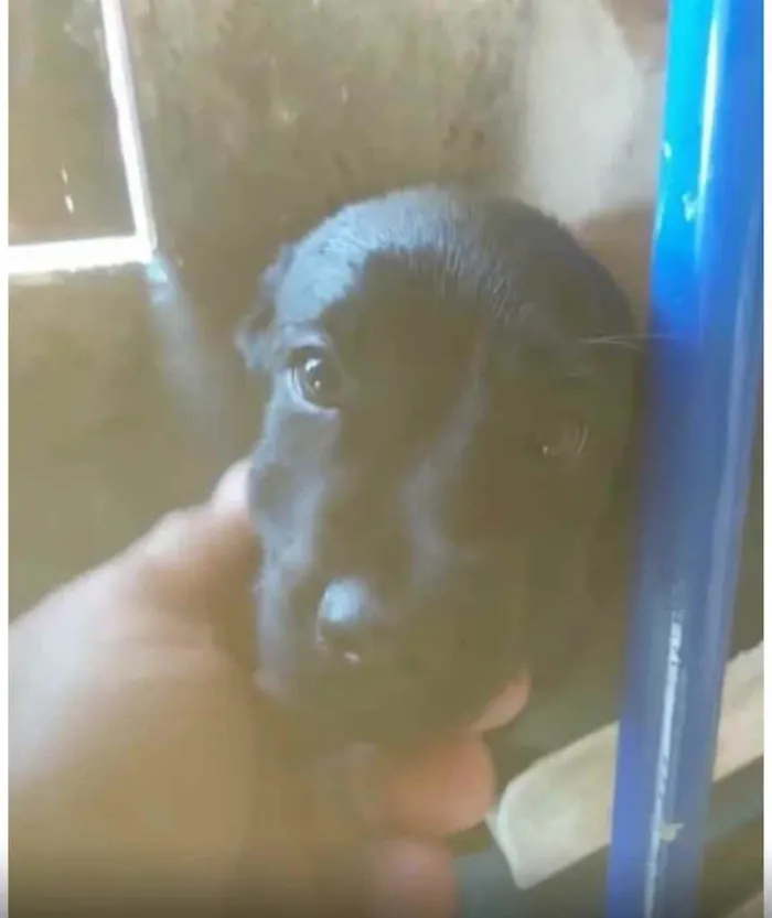 Cachorro ra a Sem raça  idade 2 a 6 meses nome Sem nome 