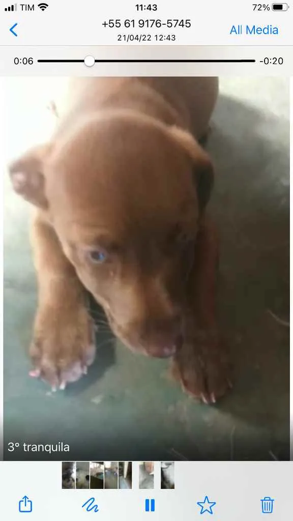 Cachorro ra a Sem raça  idade 2 a 6 meses nome Sem nome 