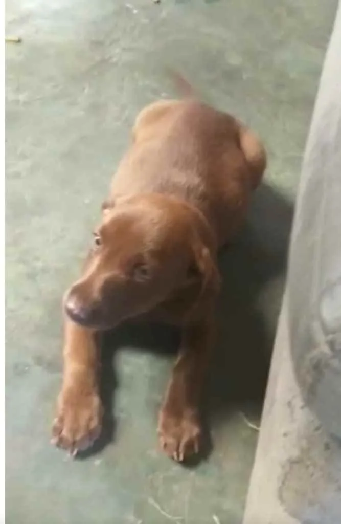 Cachorro ra a Sem raça  idade 2 a 6 meses nome Sem nome 
