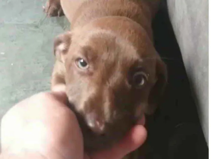 Cachorro ra a Sem raça  idade 2 a 6 meses nome Sem nome 