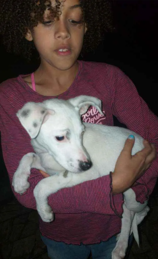 Cachorro raça Sdr idade  nome Neve