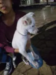 Cachorro raça Sdr idade  nome Neve