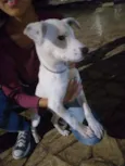 Cachorro raça Sdr idade  nome Neve