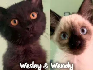 Gato raça Siames idade 2 a 6 meses nome Wesley & Wendy