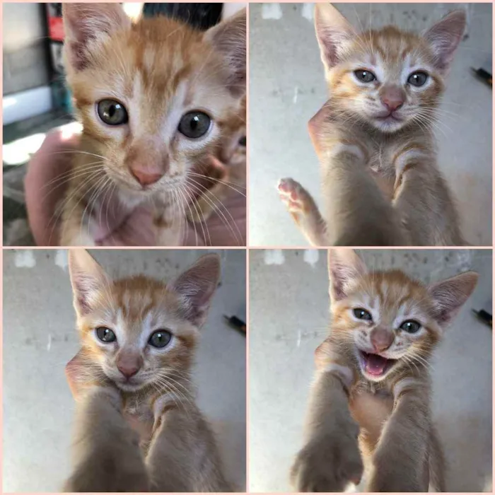 Gato raça Mestiça  idade 2 a 6 meses nome Gatinhos amarelos