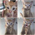Gatinhos amarelos