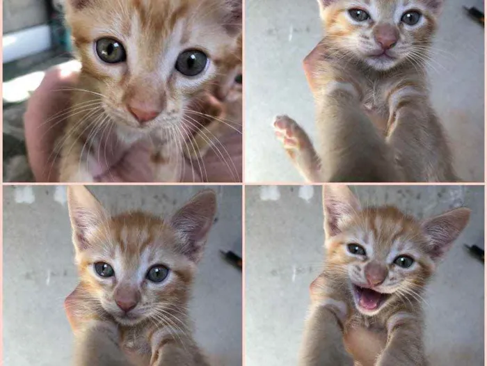 Gato raça Mestiça  idade 2 a 6 meses nome Gatinhos amarelos