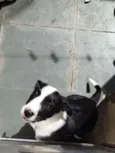 Suzi