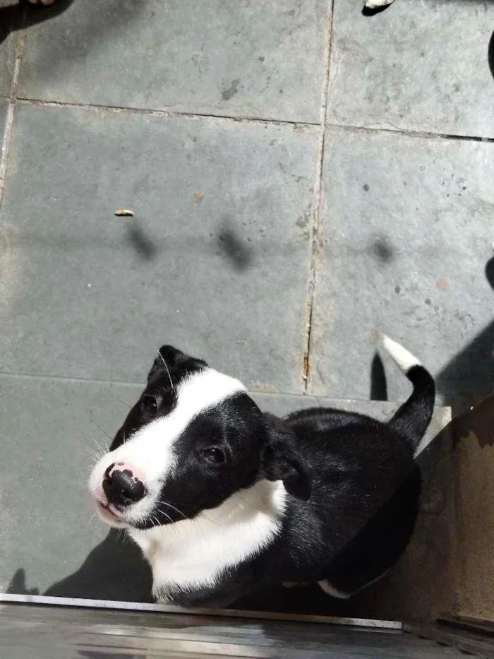 Cachorro ra a Sem raça definida idade 2 a 6 meses nome Suzi