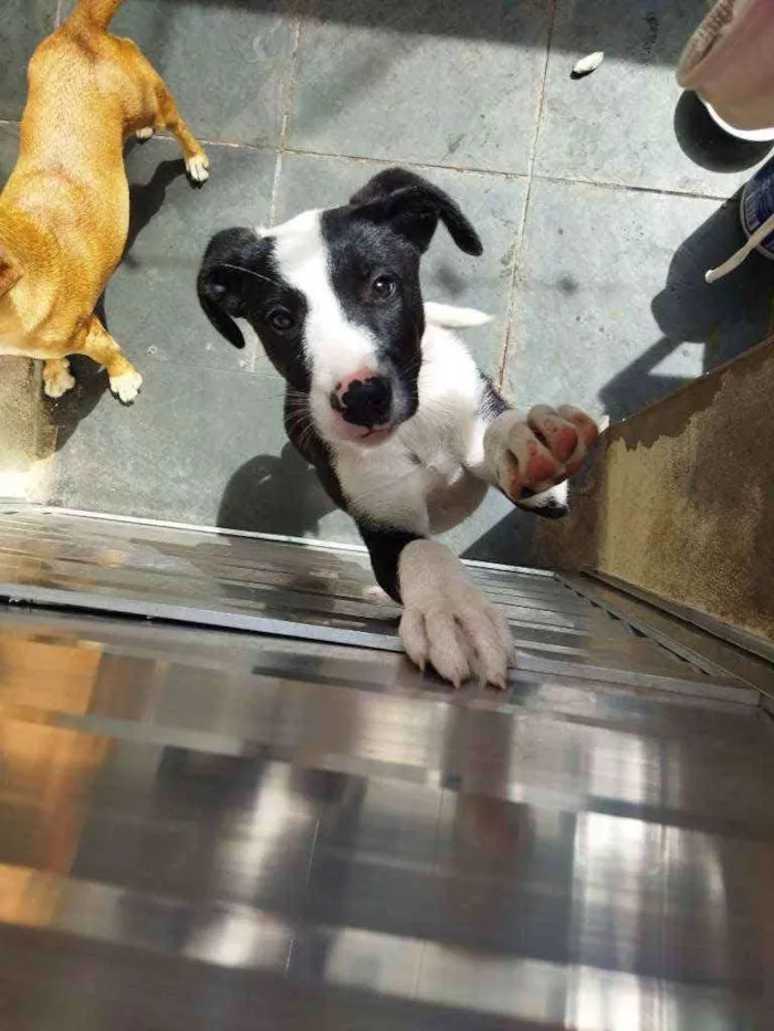 Cachorro ra a Sem raça definida idade 2 a 6 meses nome Suzi