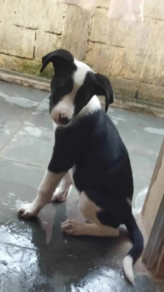 Cachorro ra a Sem raça definida idade 2 a 6 meses nome Suzi