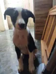 Suzi