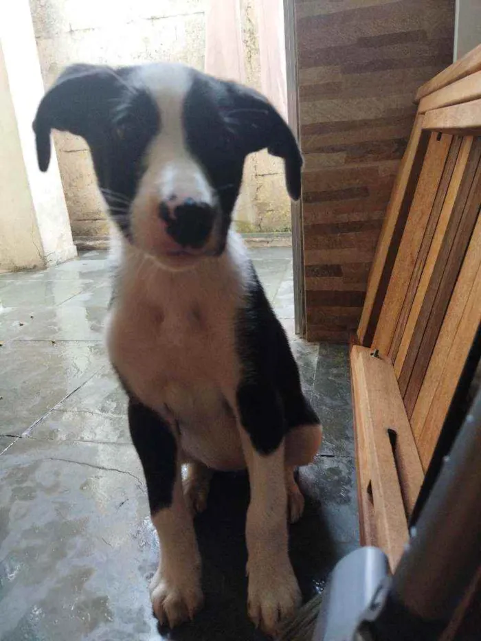 Cachorro ra a Sem raça definida idade 2 a 6 meses nome Suzi
