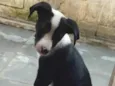 Suzi