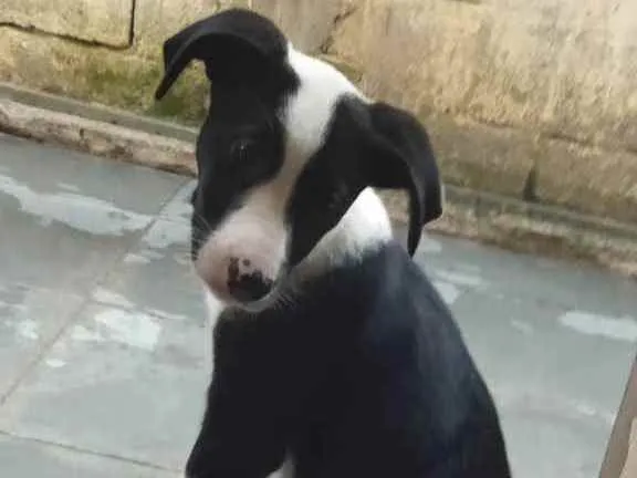 Cachorro ra a Sem raça definida idade 2 a 6 meses nome Suzi