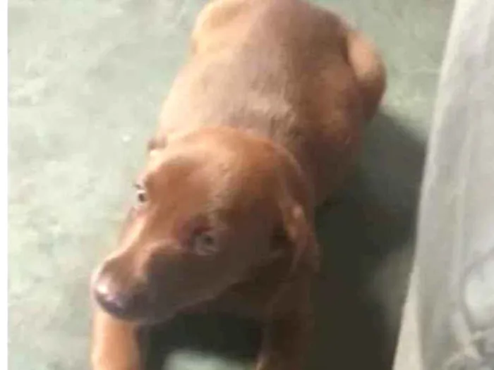 Cachorro ra a Sem raça  idade 2 a 6 meses nome Sem nome 