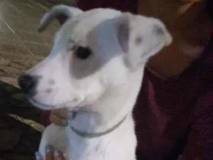 Cachorro raça Sdr idade  nome Neve