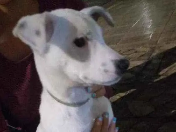 Cachorro raça Sdr idade  nome Neve