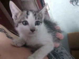 Gato raça SRD idade Abaixo de 2 meses nome Pinguinho
