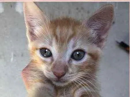Gato raça Mestiça  idade 2 a 6 meses nome Gatinhos amarelos