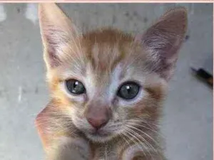 Gato raça Mestiça  idade 2 a 6 meses nome Gatinhos amarelos
