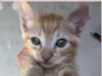 Gatinhos amarelos