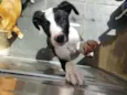 Suzi
