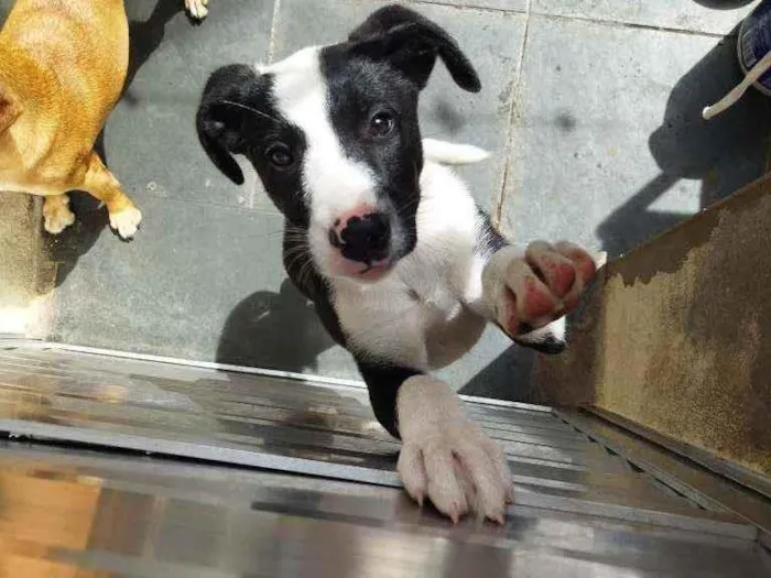 Cachorro ra a Sem raça definida idade 2 a 6 meses nome Suzi