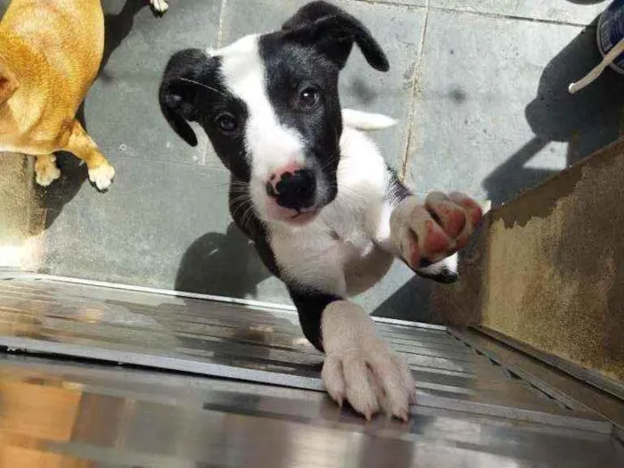 Cachorro ra a Sem raça definida idade 2 a 6 meses nome Suzi