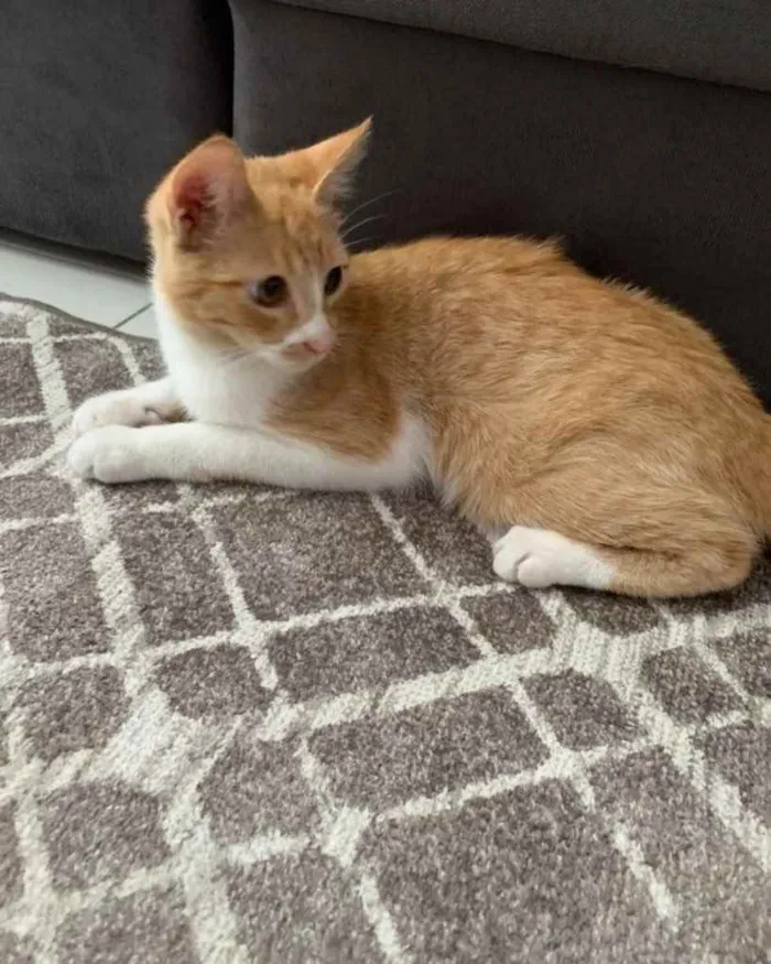 Gato ra a  idade 2 a 6 meses nome Não sei 