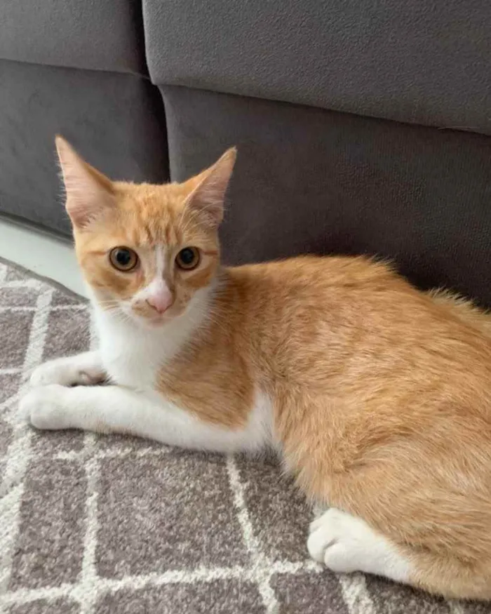 Gato ra a  idade 2 a 6 meses nome Não sei 