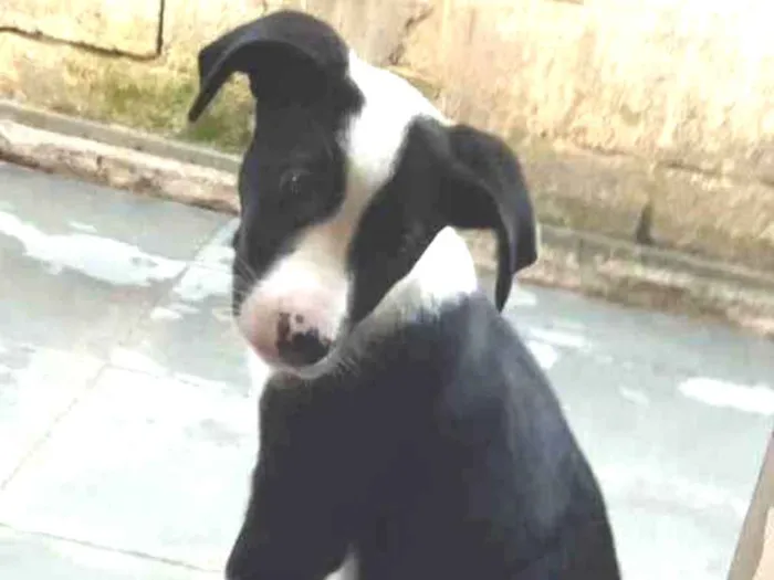 Cachorro ra a Sem raça definida idade 2 a 6 meses nome Suzi