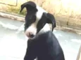 Suzi