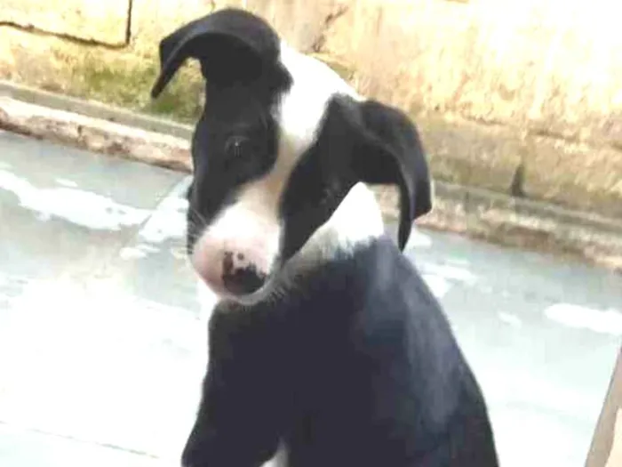 Cachorro ra a Sem raça definida idade 2 a 6 meses nome Suzi