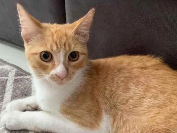 Gato ra a  idade 2 a 6 meses nome Não sei 