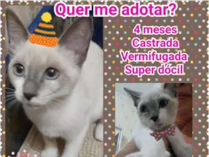 Gato raça Srd idade 2 a 6 meses nome Linda