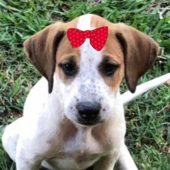 Cachorro ra a Mestiça  idade Abaixo de 2 meses nome Cristal 