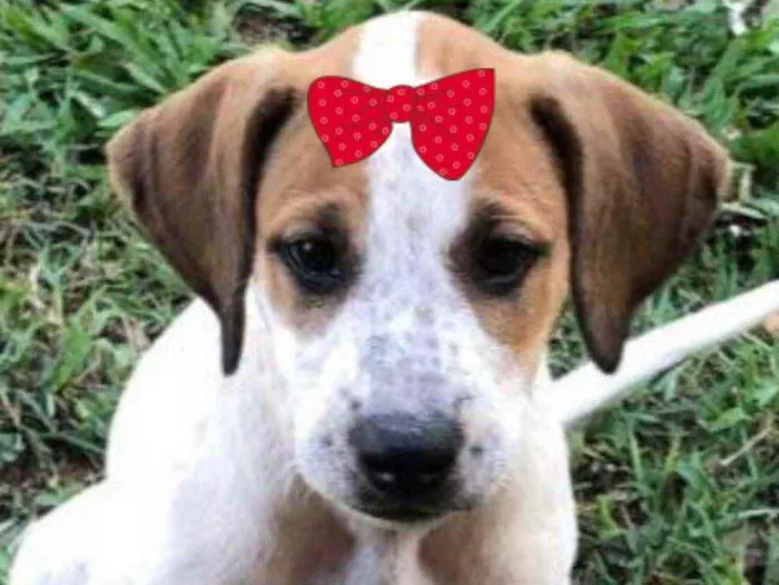 Cachorro ra a Mestiça  idade Abaixo de 2 meses nome Cristal 