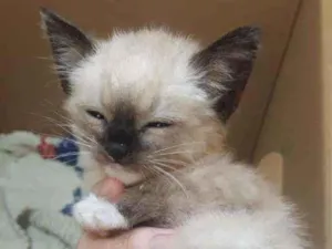 Gato raça SRD idade Abaixo de 2 meses nome Cookie