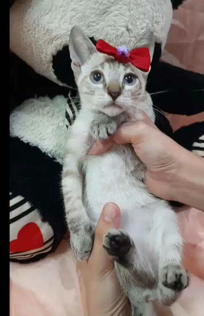 Gato ra a Sem raça definida.  idade Abaixo de 2 meses nome Linda
