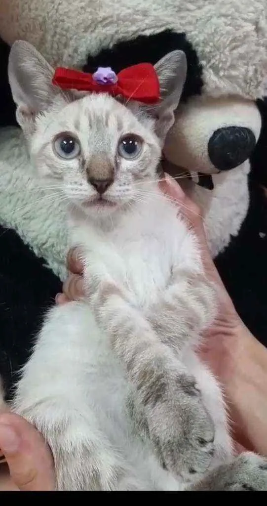 Gato ra a Sem raça definida.  idade Abaixo de 2 meses nome Linda