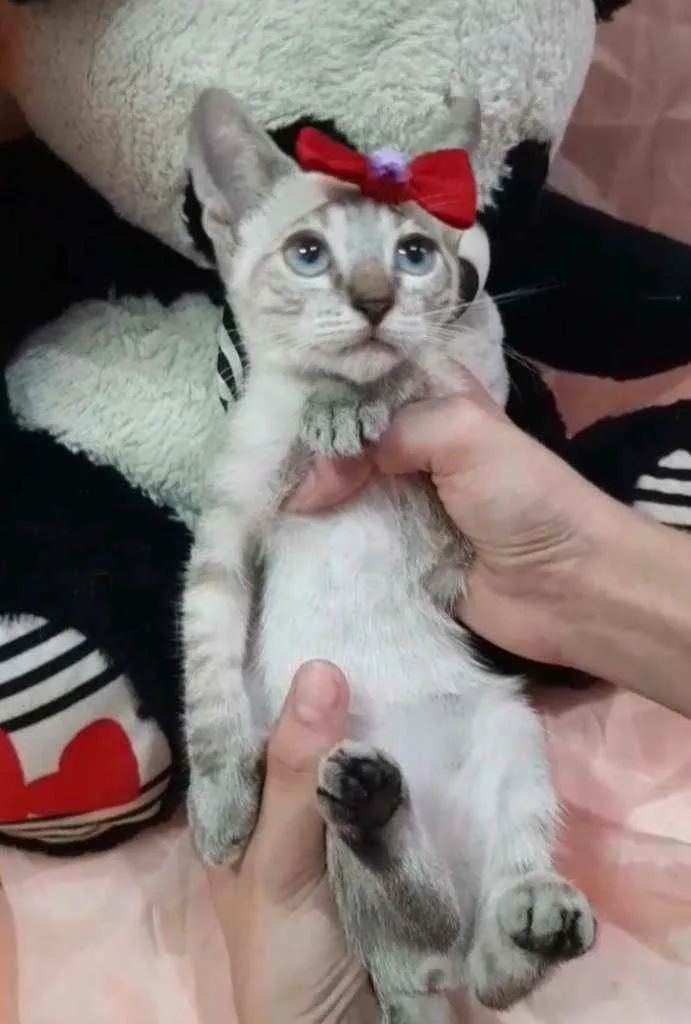Gato ra a Sem raça definida.  idade Abaixo de 2 meses nome Linda