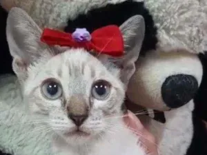 Gato raça Sem raça definida.  idade Abaixo de 2 meses nome Linda